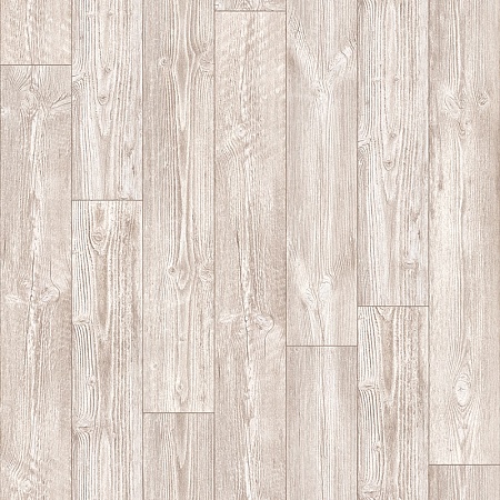 AUSTRALIAN PINE 5 (2)