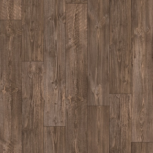 AUSTRALIAN PINE 7 (2)