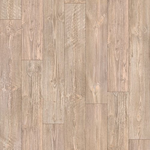 AUSTRALIAN PINE 6 (4)