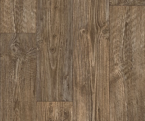 AUSTRALIAN PINE 3 (2)