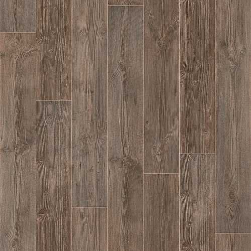 AUSTRALIAN PINE 4 (3,5)