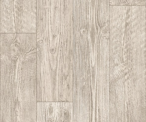AUSTRALIAN PINE 1 (3)
