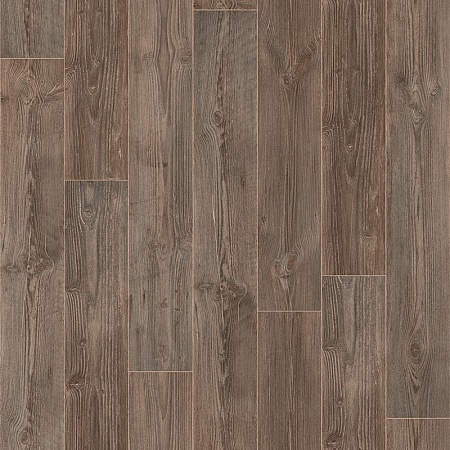 AUSTRALIAN PINE 4 (2,5)
