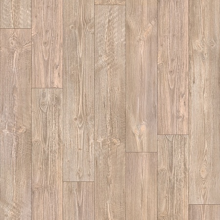 AUSTRALIAN PINE 6 (2)