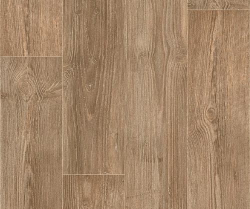 AUSTRALIAN PINE 2 (2)