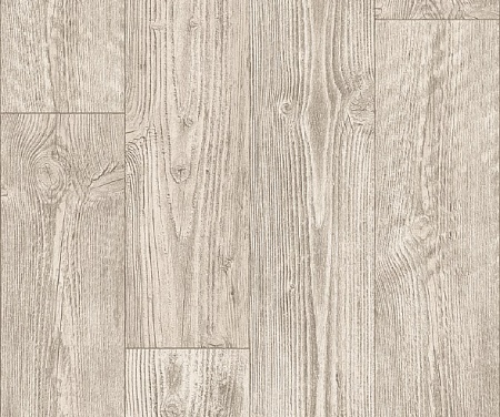 AUSTRALIAN PINE 1 (2)